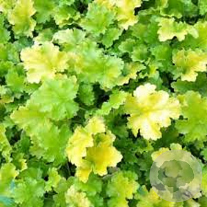 Heuchera 'Lime Rickey' GM P9