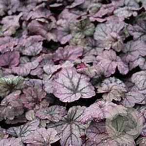 Heuchera 'Sugar Plum' GM P9