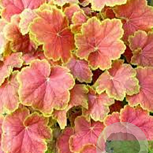 Heuchera 'Tiramisu' GM P9