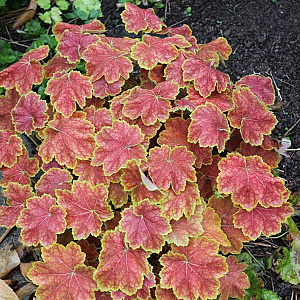 Heuchera 'Tiramisu' GM P9