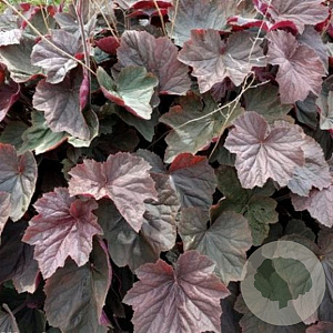 Heuchera 'XXL' GM P9
