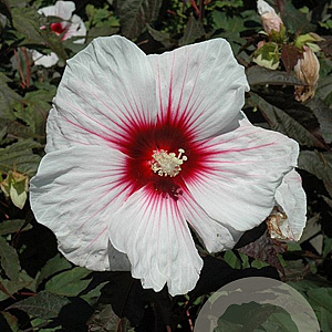 Hibiscus 'Kopper King' GM  P11