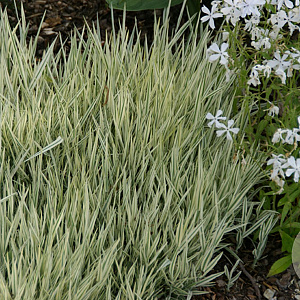 Holcus mollis 'White Fog' GM P9