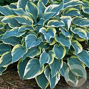 Hosta 'First Frost' GM P9