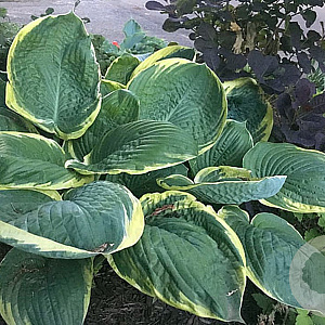 Hosta 'Parasol' GM P9