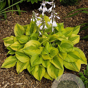 Hosta 'Summer Breeze' GM P9