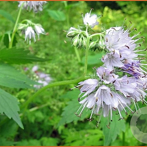 Hydrophyllum canadense GM P9