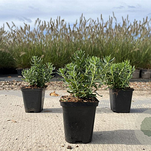 Iberis semp. 'Appen-Etz' GM P9