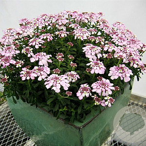Iberis semp. 'Pink Ice' GM P9