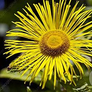 Inula hookeri GM P9