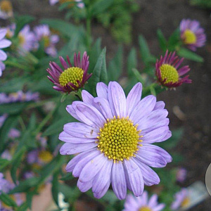 Kalimeris mongolica 'Antonia' GM P9