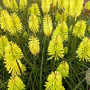 Kniphofia 'Dorset Sentry' GM P9
