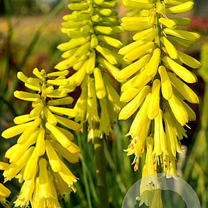 Kniphofia 'Lemon Popsicle' GM P9
