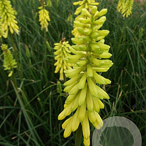 Kniphofia 'Lemon Popsicle' GM P9