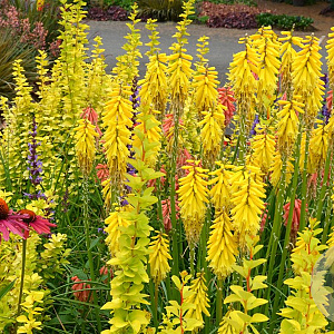 Kniphofia 'Lemon Popsicle' GM P9