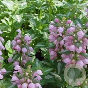 Lamium mac. 'Shell Pink' GM P9