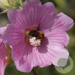 Lavatera 'Rosea' GM P9