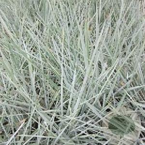 Leymus arenarius 'Blue Dune' GM P9