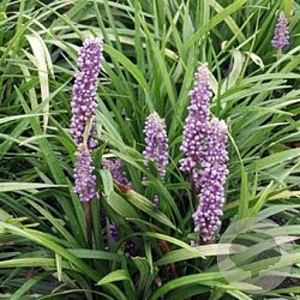 Liriope muscari 'Lilac Wonder' GM P9