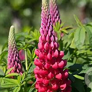 Lupinus 'Beefeater' GM  P11