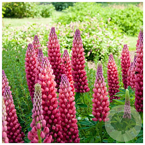 Lupinus Lupinova Cutie GM  P11