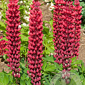 Lupinus 'The Pages' GM P9