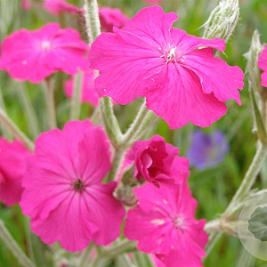 Lychnis 'Hill Grounds' GM P9