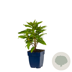 Lysimachia clethroides GM  P11