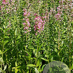 Lythrum sal. 'Pink Blush' GM P9