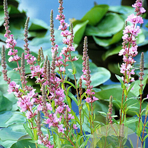 Lythrum sal. 'Pink Blush' GM P9