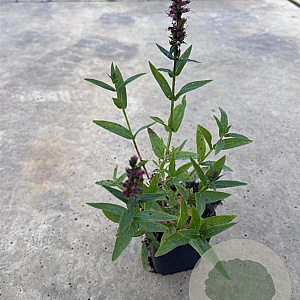 Lythrum sal. 'Robert' GM P9