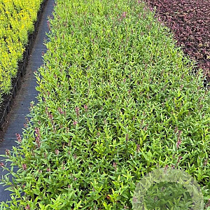 Lythrum sal. 'Robert' GM P9