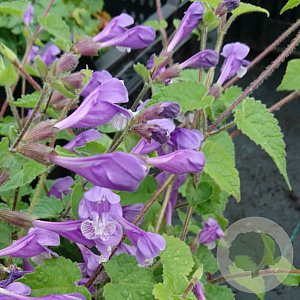 Meehania urticifolia 'Japanblau' GM P9