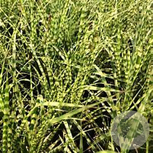 Miscanthus sin. 'Gold Bar' GM  P11