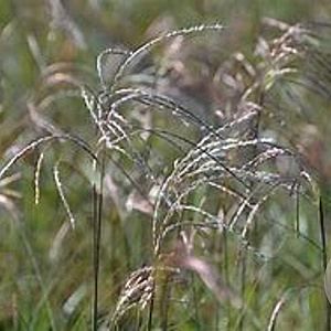 Miscanthus sin. 'Graziella' GM  P11