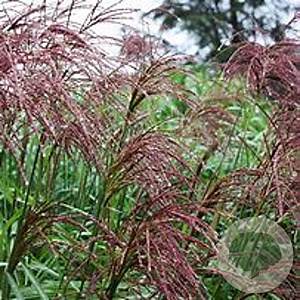 Miscanthus sin. 'Nippon' GM  P11