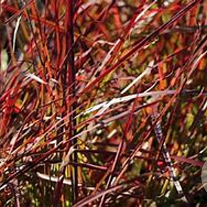Miscanthus sin. 'Ruby Cute' GM  P11