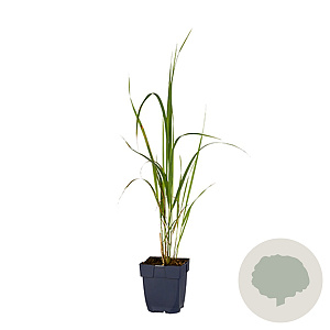 Molinia arund. 'Karl Foerster' GM  P11