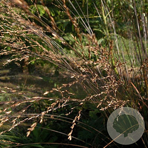 Molinia arund. 'Les Ponts de Cé' GM P9