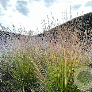 Molinia caerulea 'Brush' GM P9