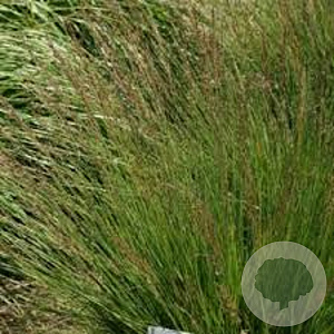 Molinia caerulea 'Jahreslauf' GM P9