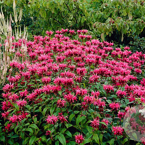 Monarda 'Balance' GM P9