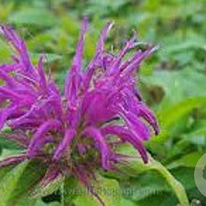 Monarda Balmy Lilac GM P9