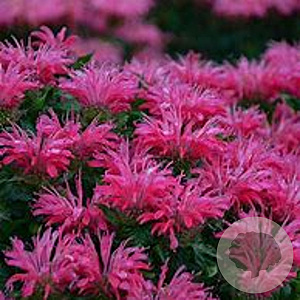Monarda 'Neon' GM P9