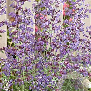 Nepeta 'Dropmore' GM P9