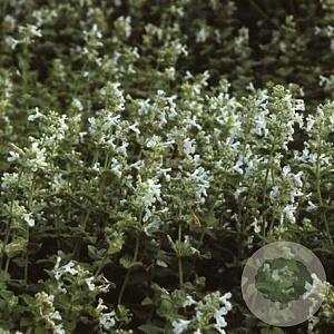 Nepeta racemosa 'Snowflake' GM P9