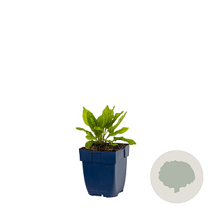 Omphalodes verna GM  P11