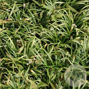 Ophiopogon jap. 'Minor' GM P9