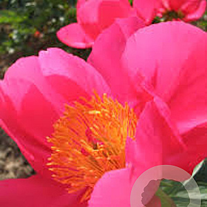 Paeonia (LE) 'Flame' GM  P11