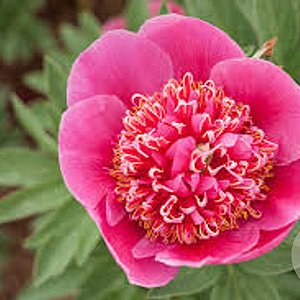 Paeonia off. 'Anemoniflora' GM  P11